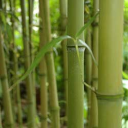 Bamboo Phyllostachys Atrovaginata